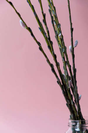 A blossoming willow stands in a jar of water on a pink background.の写真素材