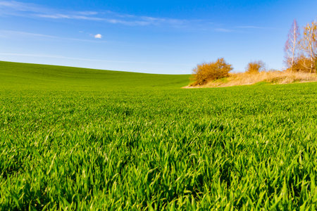 Green grass, agricultural planting in early spring grows in a field on a sunny day on a blue sky background close-up.の写真素材