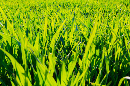 Green grass, agricultural planting in early spring grows in a field on a sunny day close-up.
