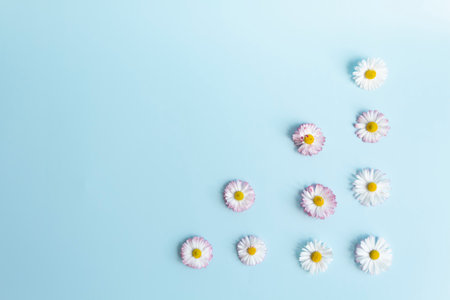 Fresh flowers, daisies are laid out in a corner, on a blue background and a free place for advertisingの写真素材