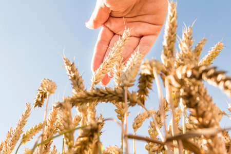 Wheat ears close-up against the background of the setting sun, blue sky and sunlight. The hand holds a bouquet of wheat. It's time to harvest. The food crisis in the world. A field for harvesting bread.の写真素材