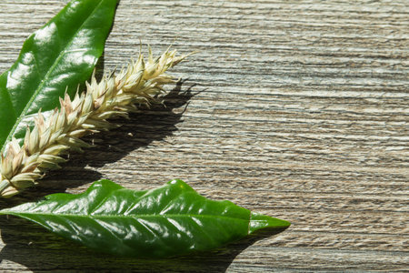 A spikelet of ripe wheat with green leaves on a wooden surface.,,の写真素材