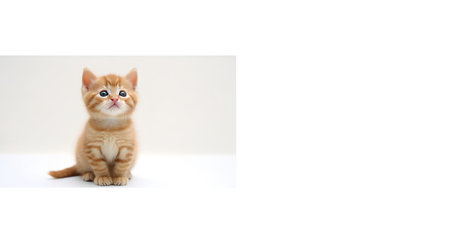 Small, red kitten on a white background. AI generatedの素材
