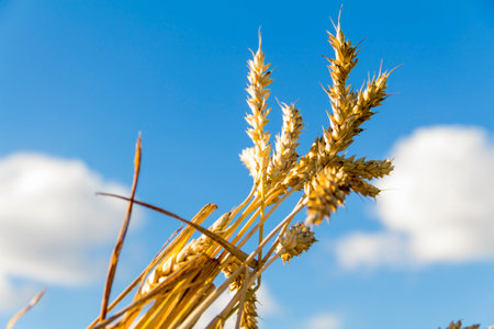 Ears of ripe wheat in a farmer's field, against a blue sky. Grain for making bread. the concept of economic crisis and hungerの写真素材