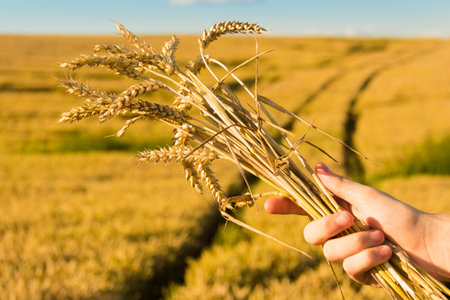 A hand holds a bouquet with ears of ripe wheat in a farmer's field, against a blue sky. Grain for making bread. the concept of economic crisis and hungerの写真素材