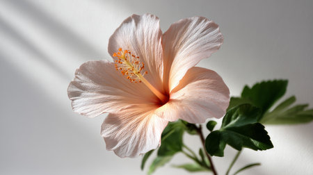 A pale pink hibiscus flower on a clean white background with soft light casting gentle shadows.の素材