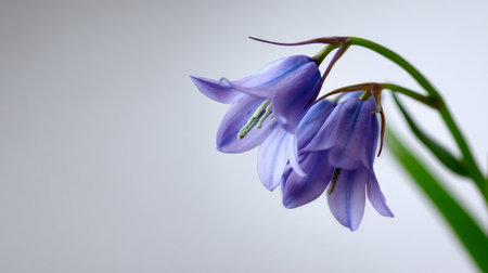 A delicate bluebell flower on a soft white canvas, with only a hint of green stem to create a minimal desig.の素材