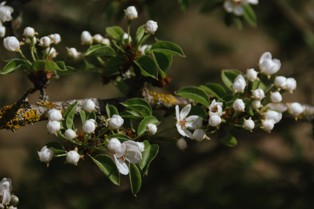 Spring concept. Cherry blossoms on blurred background.の写真素材