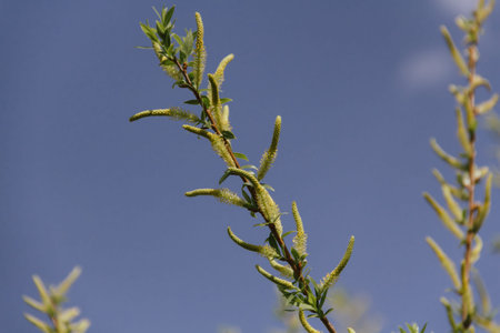young spring leaf on a branch