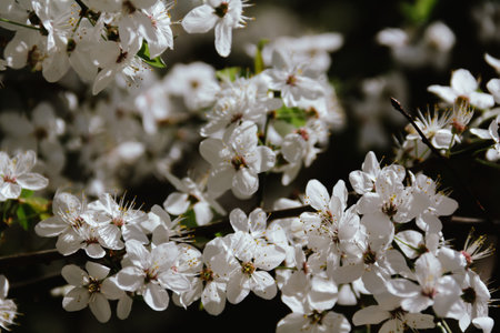 Spring concept. Cherry blossoms on blurred background.