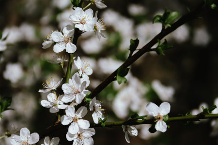 Spring concept. Cherry blossoms on blurred background.