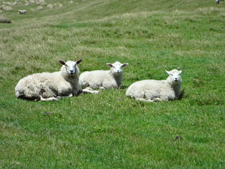 curious sheepの写真素材