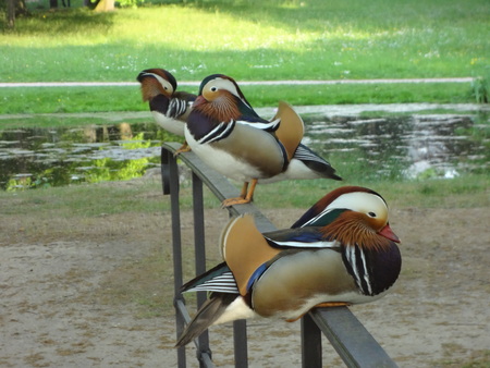 Mandarin ducks in german parkの写真素材