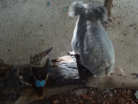 Koala and kookaburra on a branchの写真素材