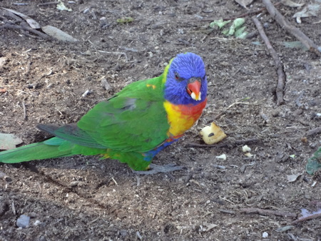 colorful parrotの写真素材