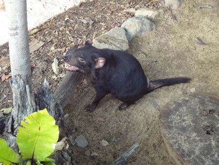 tasman devil waiting for foodの写真素材