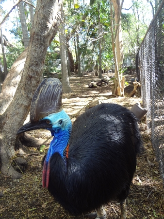 cassowary in australian parkの写真素材