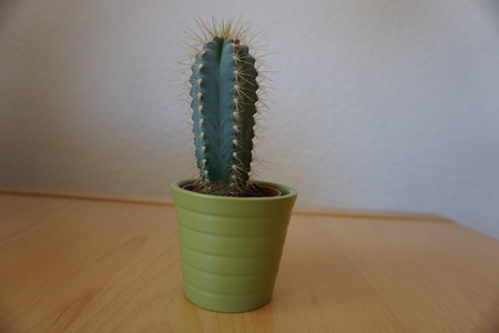 Closeup of a straight cactusの写真素材