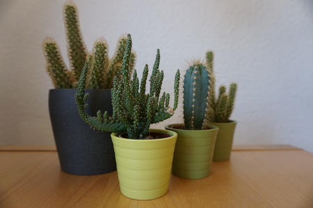 Four different cactae.の写真素材