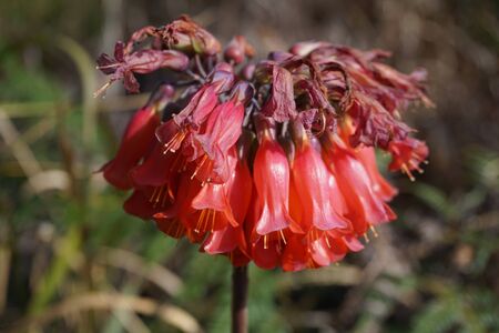 Red leaves of flowerの写真素材