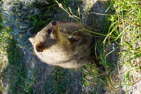 Cute quokkaの写真素材