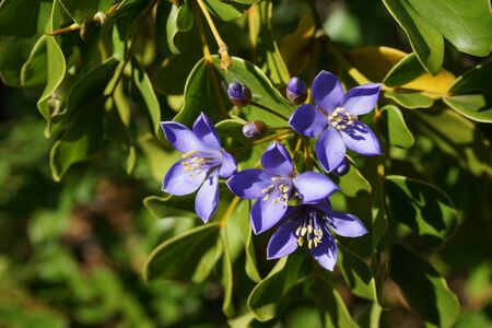 Violet flowersの写真素材