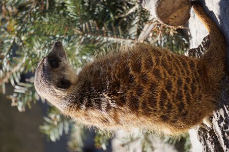 Meerkat on lookoutの写真素材