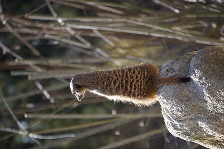 Meerkat on lookoutの写真素材