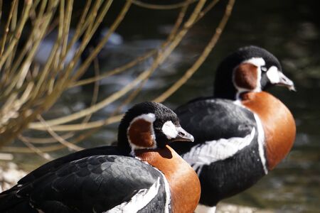 Two beautiful ducksの写真素材