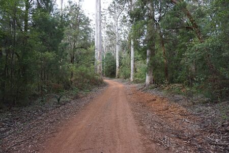 Karri Forest Explorerの写真素材
