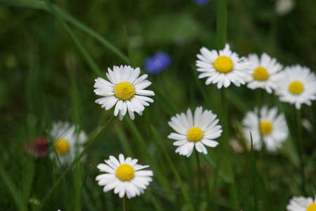 daisies in the grassの写真素材