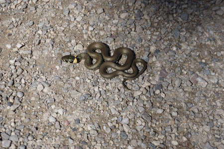 baby grass snake in a courtyardの写真素材