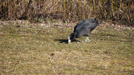 Coot pecks grainsの写真素材