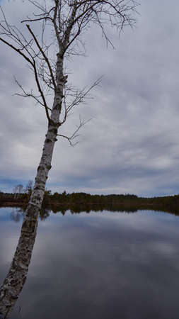 birch tree in the marshes of southern bavariaの写真素材