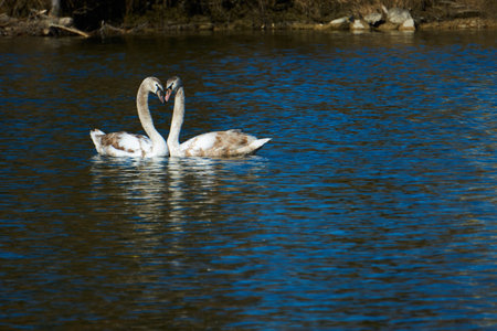 swans on a riverの写真素材