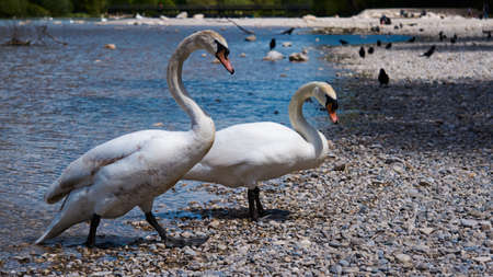 swans on the shore of isar riverの写真素材