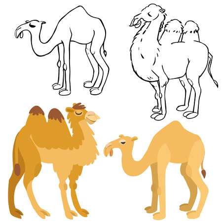 cartoon camels set. Illustration of isolated bactrian and dromedary camels on white backgroundのイラスト素材