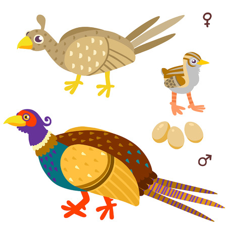 cartoon pheasant family. Illustration of birds on white backgroundのイラスト素材
