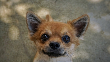 Closeup brown chihuahua head.の写真素材