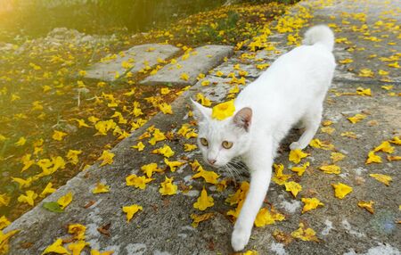 A white  cat walking on streetの写真素材