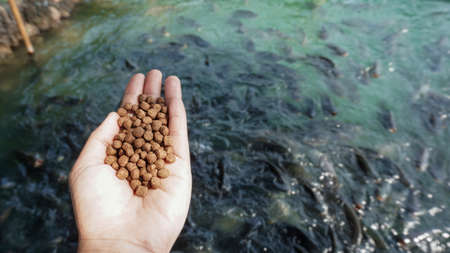 Pellets feed the fish on hand.の写真素材