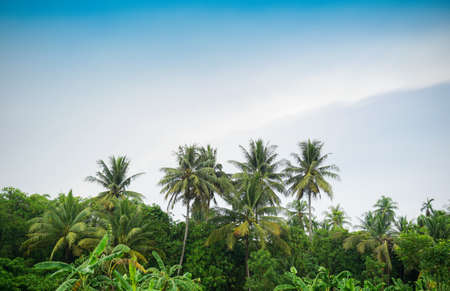 Coconut palm trees and tropical farm.の写真素材