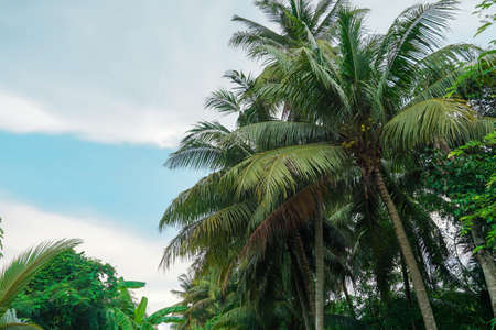 Coconut palm trees and cloudy sky background.の写真素材