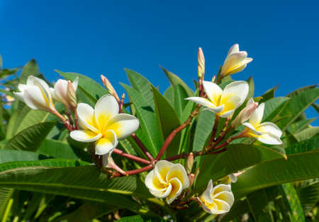 Bunch white frangipani or plumeria Flowers with blue skyの写真素材