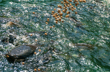 Group of catfishes waiting for some food.