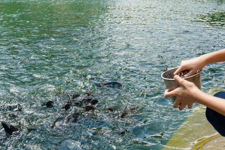 Group of fishes waiting for some food.の写真素材