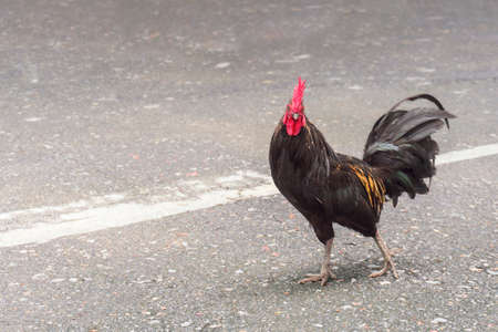 Close up Bantam chicken walking on the concrete floorの写真素材