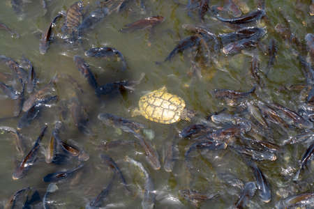 A turtle among a group of Tilapia fishes in the pond.の写真素材