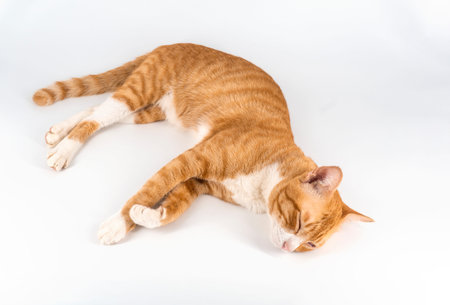 Orange and white striped cat lay down on white background.