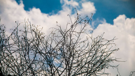 Cloud And Treeの写真素材
